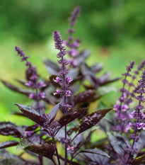 BIO Bazalka pravá červená - Ocimum basilicum - bio semena bazalky - 100 ks