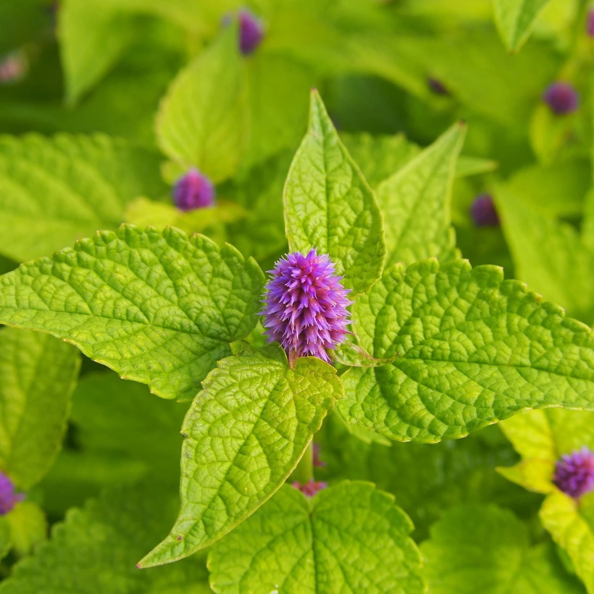 BIO Agastache fenyklová - Agastache foeniculum - bio semena agastache - 100 ks