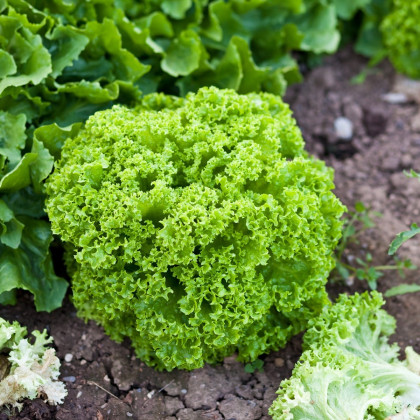 BIO Salát listový Lollo Bionda Limeira - Lactuca sativa - bio semena salátu - 20 ks