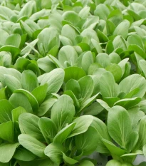 Pak Choi Atari F1 - Brassica rapa chinensis - semena pak choi - 50 ks