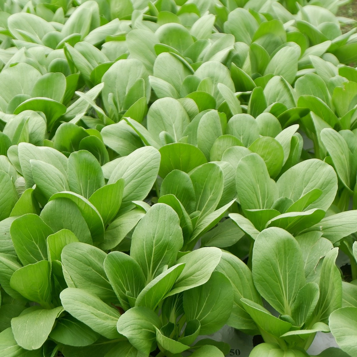 Pak Choi Atari F1 - Brassica rapa chinensis - semena pak choi - 50 ks