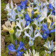 Nízké kosatce směs - Iris reticulata - cibulky kosatce - 5 ks