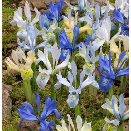 Nízké kosatce směs - Iris reticulata - cibulky kosatce - 5 ks