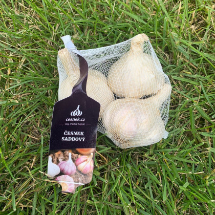 Czosnek sadzeniowy Japo II - Allium sativum - strzałkujące - cebula czosnku - 1 opakowanie