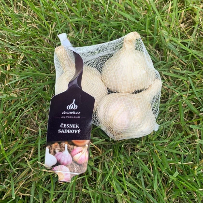 Czosnek sadzeniowy Japo II - Allium sativum - strzałkujące - cebula czosnku - 1 opakowanie