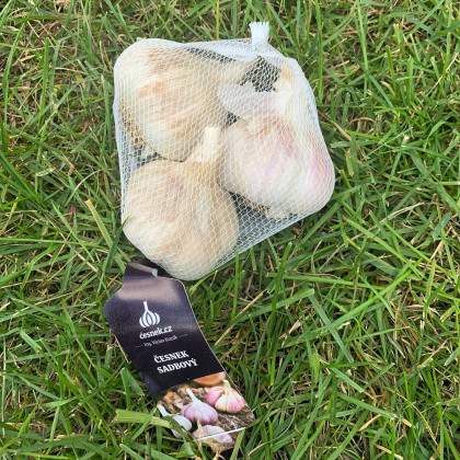 Sadbový česnek Havel - Allium sativum - paličák - 1 balení