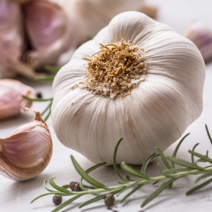 Czosnek sadzeniak Slavin II - Allium sativum - twarda szyjka - 1 opakowanie