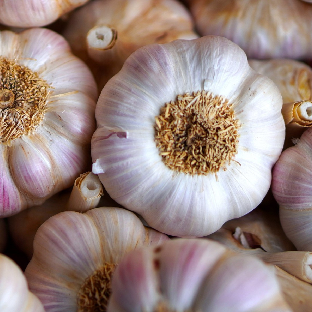 Sadbový česnek Havel - Allium sativum - paličák - 1 balení