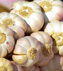 Czosnek sadzeniowy Japo II - Allium sativum - strzałkujące - cebula czosnku - 1 opakowanie