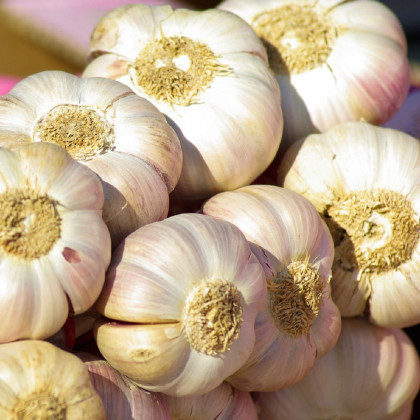 Czosnek sadzeniowy Japo II - Allium sativum - strzałkujące - cebula czosnku - 1 opakowanie