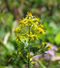Złocień pospolity - Solidago virgaurea - nasiona złocienia - 20 szt.
