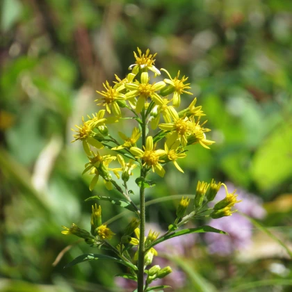 Złocień pospolity - Solidago virgaurea - nasiona złocienia - 20 szt.