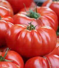 Rajče Brutus - Solanum lycopersicum - semena rajčete - 7 ks