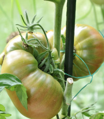 BIO Rajče Ananas Noire - Solanum lycopersicum - bio semena rajčete - 6 ks