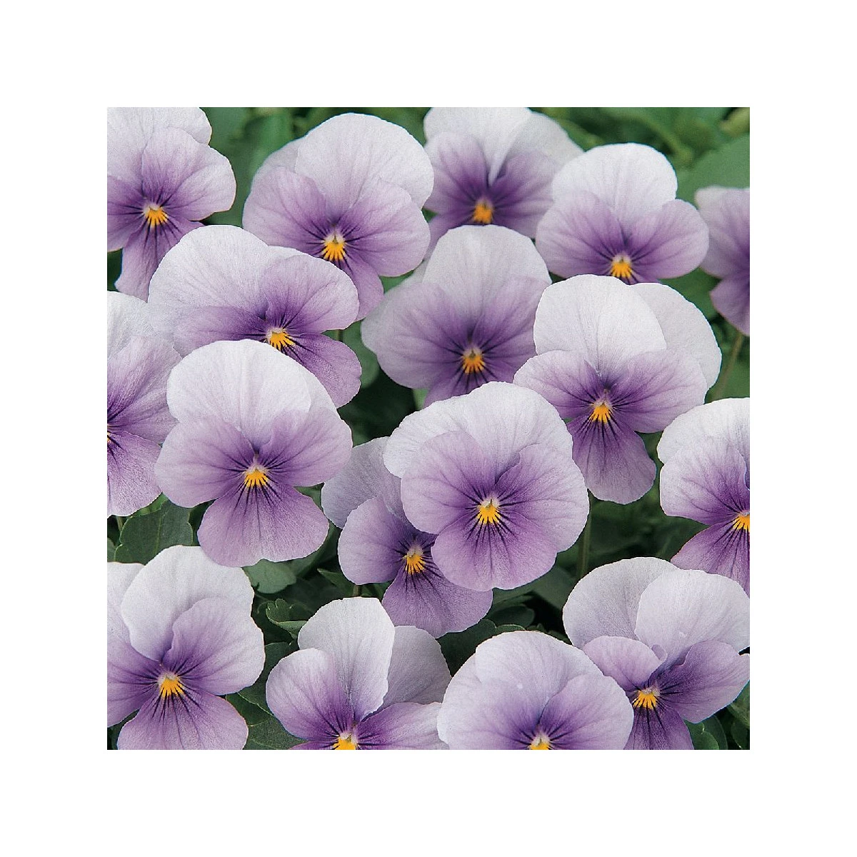 Violka rohatá Sorbet Icy Blue - Viola cornuta - semena violky - 20 ks