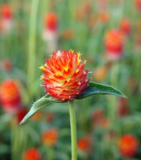 Pestrovka oranžová - Gomphrena haageana - semena pestrovky - 20 ks