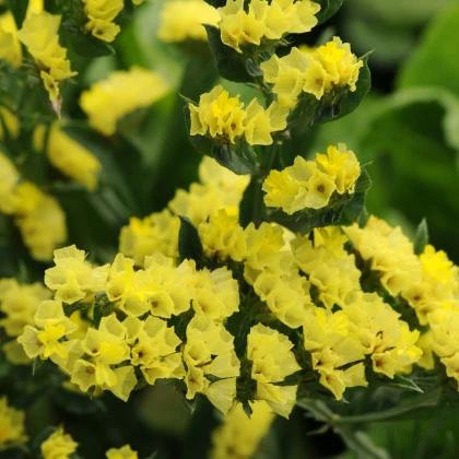 Limonka chobotnatá žlutá - Limonium sinuatum - semena limonky - 30 ks