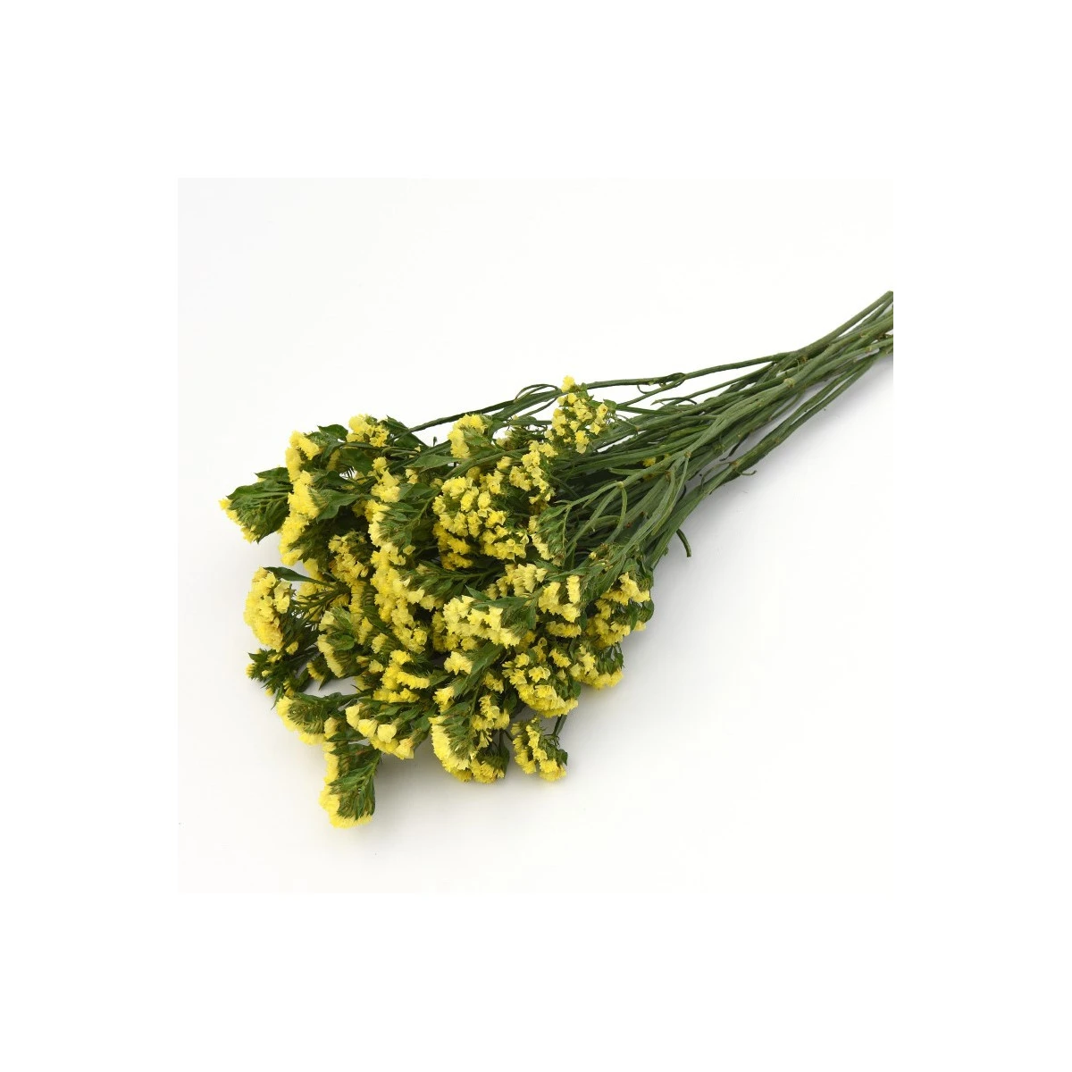 Limonka chobotnatá žlutá - Limonium sinuatum - semena limonky - 30 ks