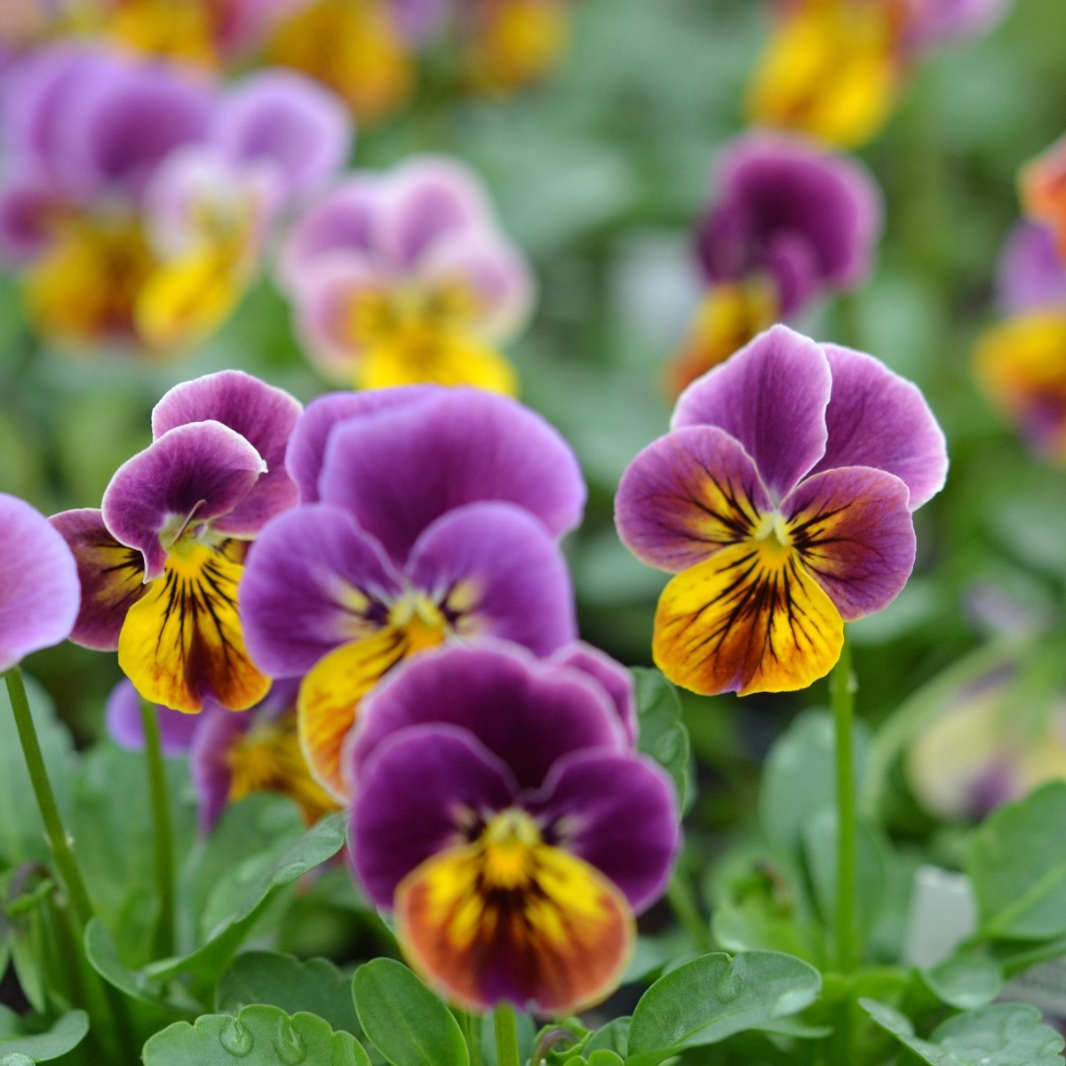 Violka rohatá Sorbet Antique shades - Viola cornuta - semena violky - 20 ks