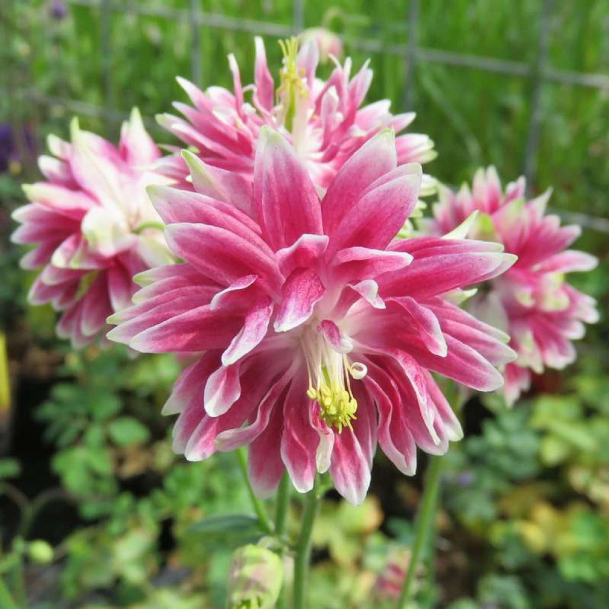 Orlíček Nora Barlow - Aquilegia vulgaris - semena orlíčku - 30 ks