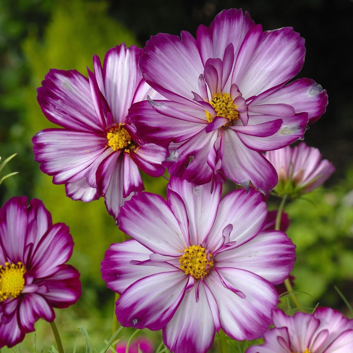 Krásenka zpeřená Fizzy Rose - Cosmos bipinnatus - semena krásenky - 80 ks