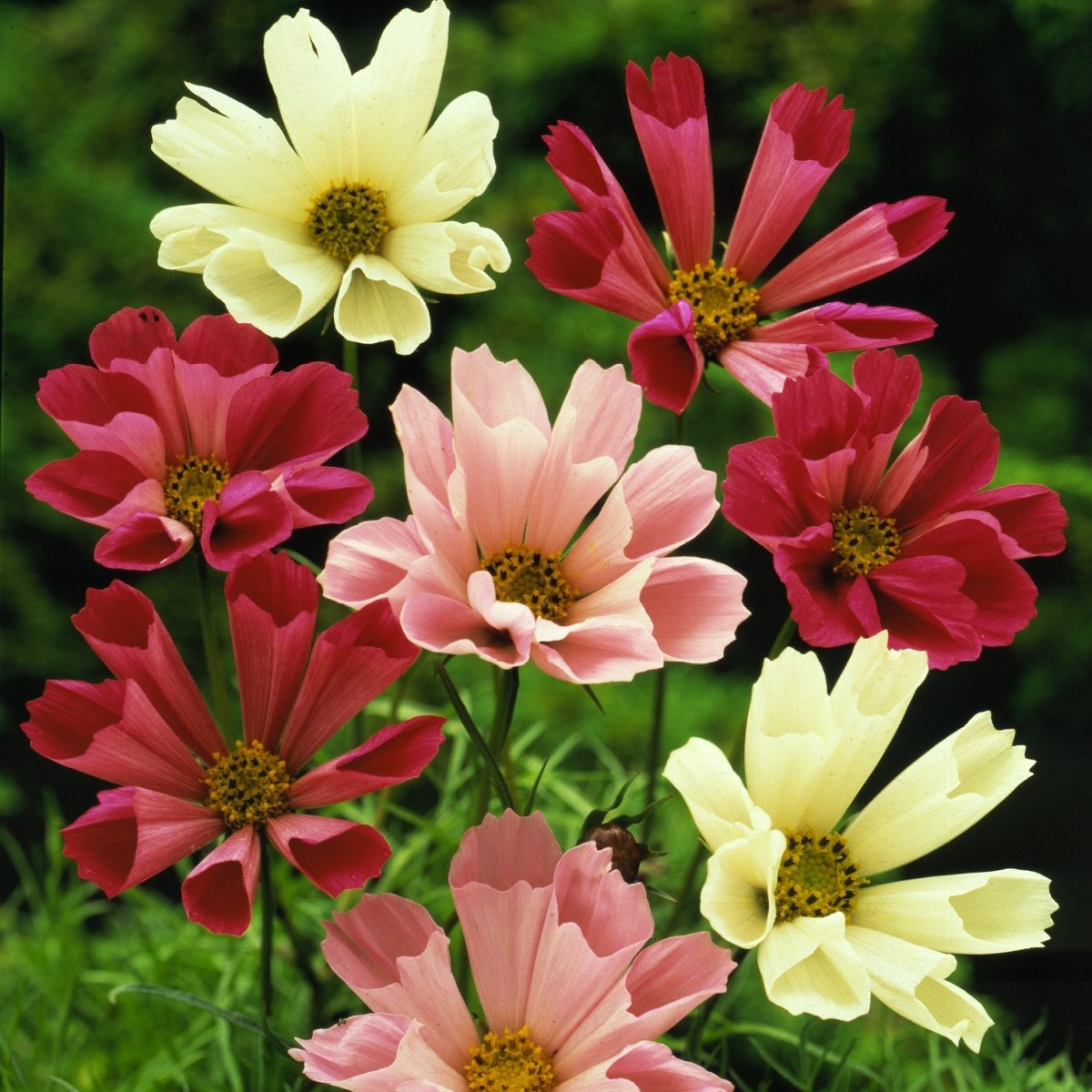 Krásenka zpeřená Sea Shells směs barev - Cosmos bipinnatus - semena krásenky - 80 ks