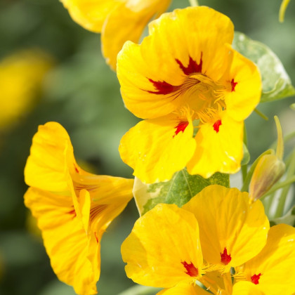 Nasturcja większa Alaska Ladybird - Tropaeolum majus - nasiona nasturcji - 10 szt.