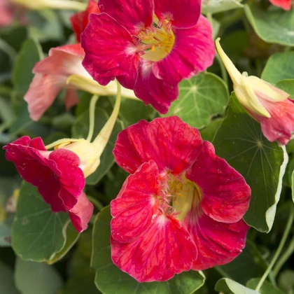 Nasturcja niska Tip Top Rose - Tropaeolum minus - nasiona nasturcji - 10 szt.