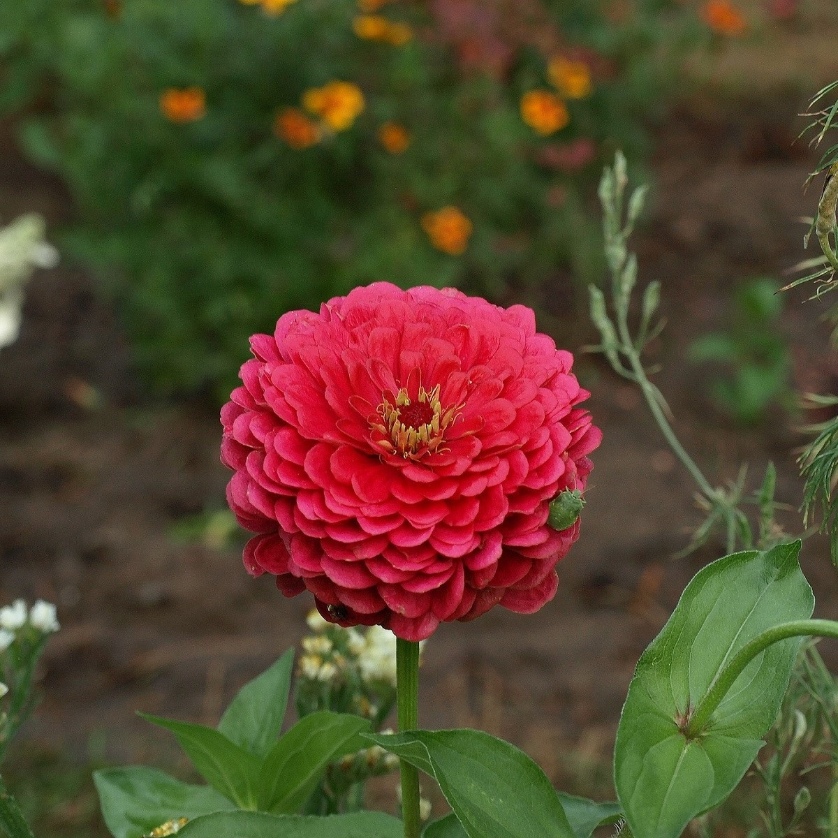 Ostálka jiřinkokvětá červená - Zinnia elegans - semena ostálky - 50 ks