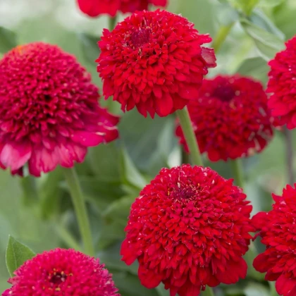 Ostálka jiřinkokvětá červená - Zinnia elegans - semena ostálky - 50 ks