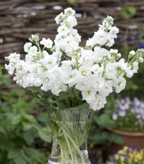 Fiala letní bílá - Matthiola incana - semena fialy - 60 ks