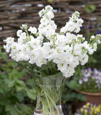 Lewkonia letnia Anytime White – Matthiola incana – nasiona lewkonii – 60 szt.