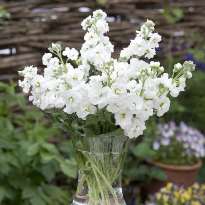 Lewkonia letnia Anytime White – Matthiola incana – nasiona lewkonii – 60 szt.
