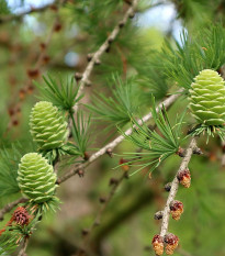 Modřín opadavý - Larix decidua - semena modřínu - 10 ks