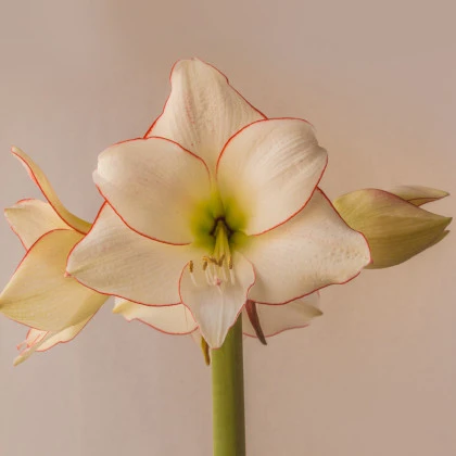 Hvězdník Picotee - Hippeastrum - cibule hvězdníku - 1 ks
