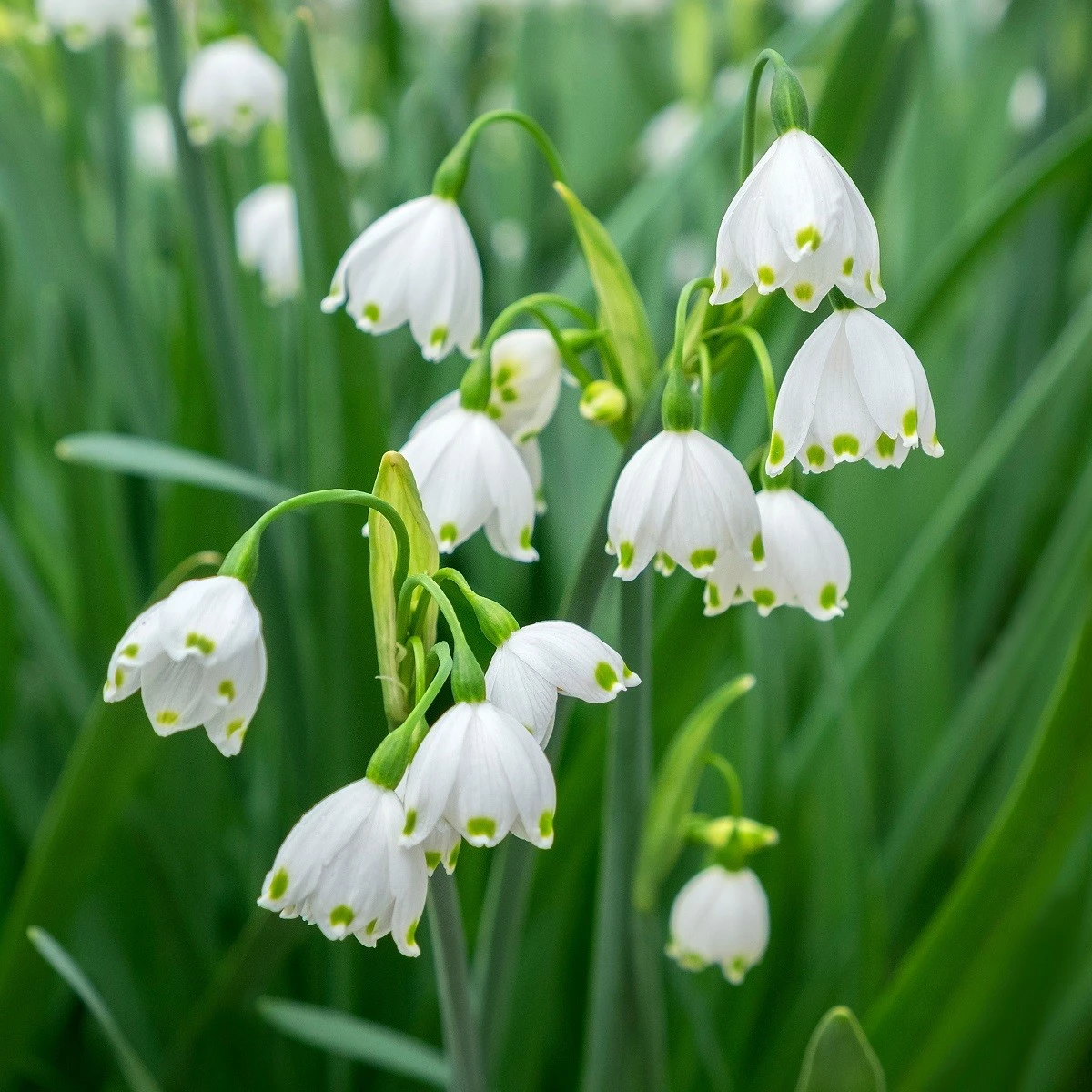 Bledule letní Giant - Leucojum aestivum - cibule bledule - 2 ks