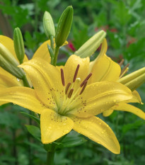 Lilie Yellow Planet - Lilium lancifolium - cibule lilie - 1 ks