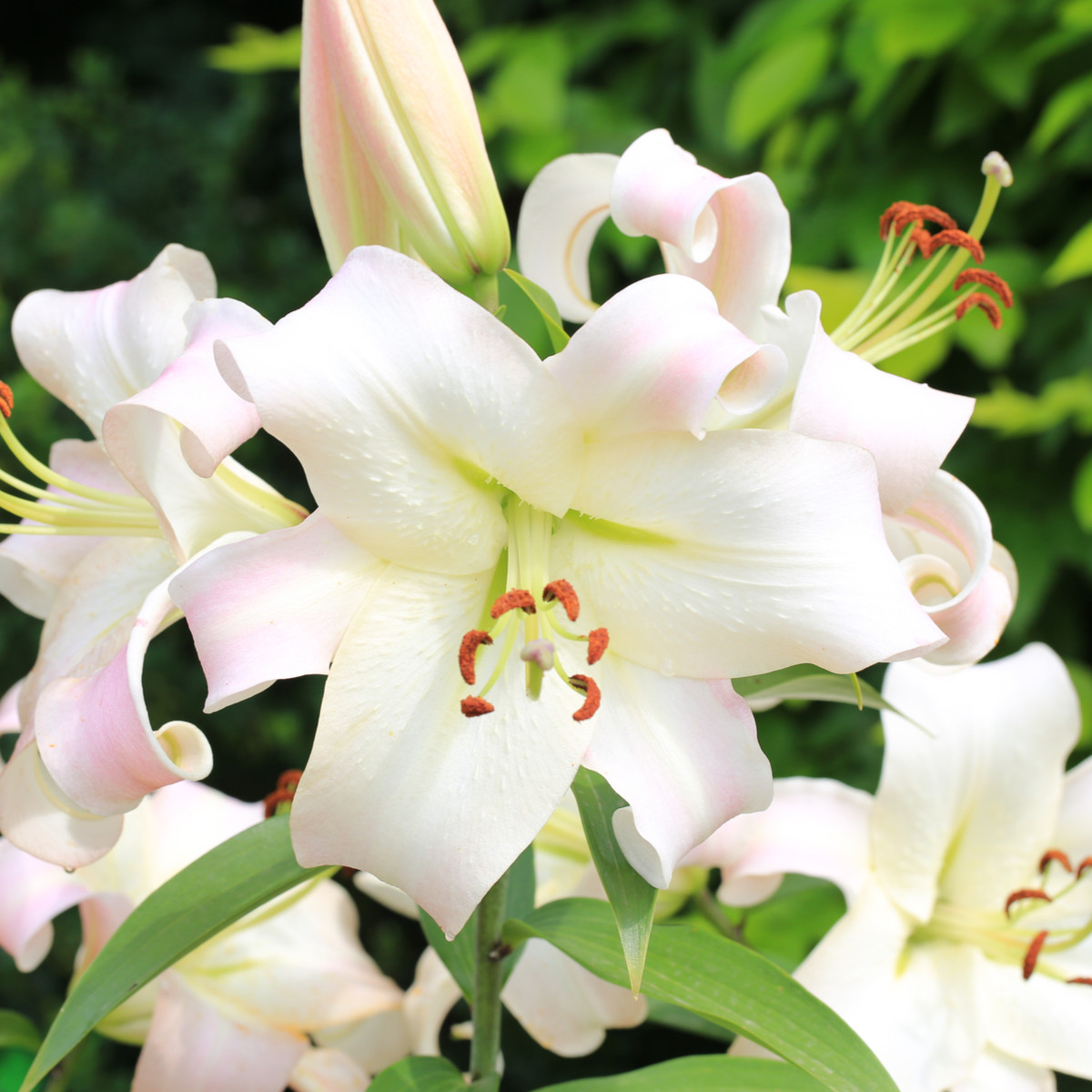 Lilie Pretty Woman - Lilium - cibule lilie - 1 ks