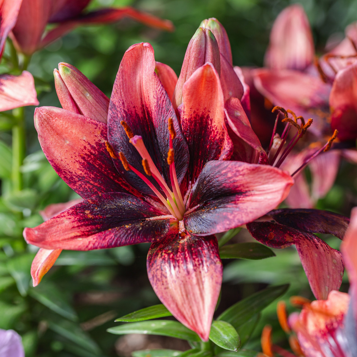 Lilie Purple Dream - Lilium asiatica - cibule lilie - 1 ks