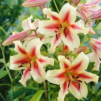 Lilie Lavon - Lilium - cibule lilie - 1 ks