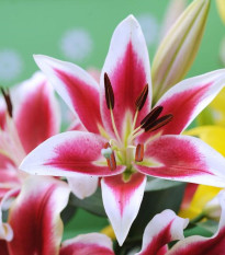 Lilie Garden Pleasure - Lilium x hybridum - cibule lilie - 1 ks
