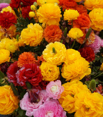 Pryskyřníky směs - Ranunculus - hlízy pryskyřníku - 9 ks