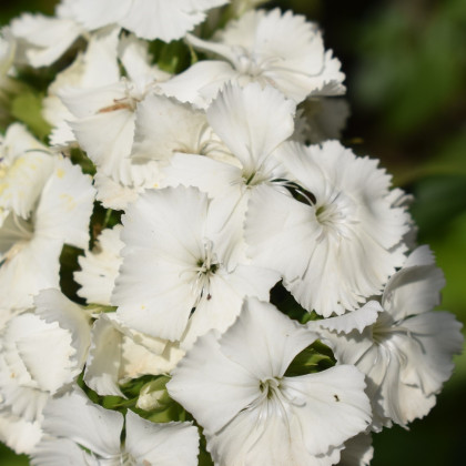 Hvozdík bradatý Sweet William - Dianthus barbatus - semena hvozdíku - 18 ks