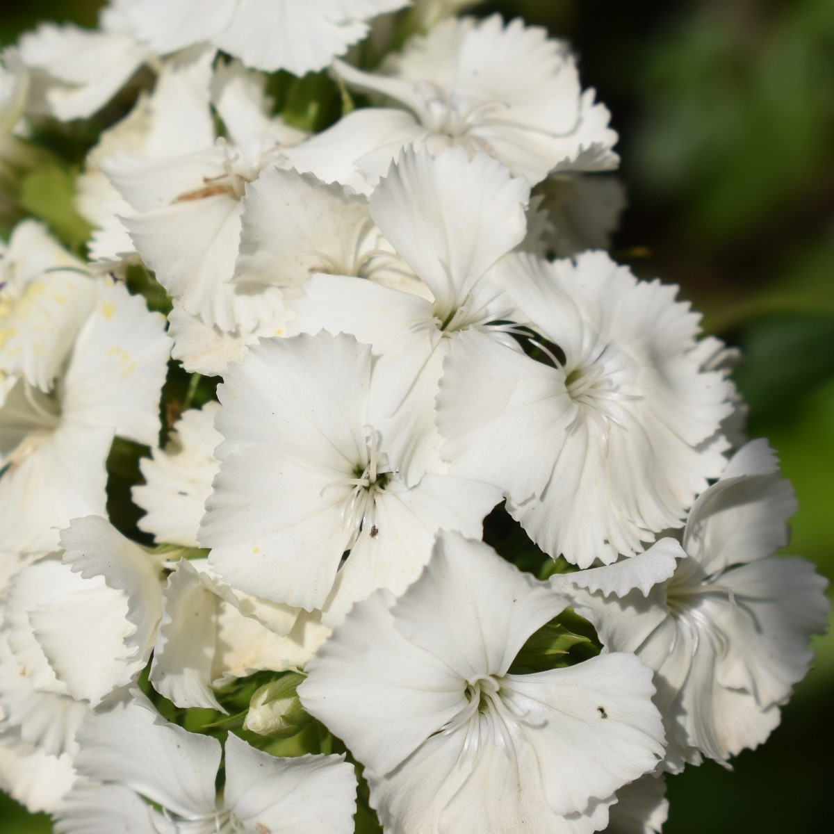 Hvozdík bradatý Sweet William - Dianthus barbatus - semena hvozdíku - 18 ks