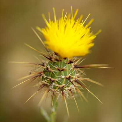 Chrpa luční žlutá - Centaurea cyanus - semena chrpy - 50 ks