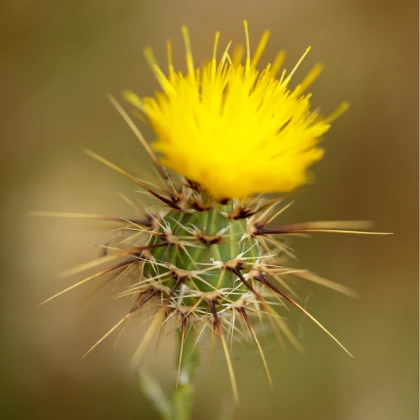 Chrpa luční žlutá - Centaurea cyanus - semena chrpy - 50 ks