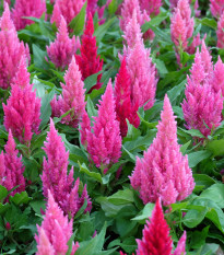 Nevadlec růžový - Celosia argentea - semena celosie - 50 ks