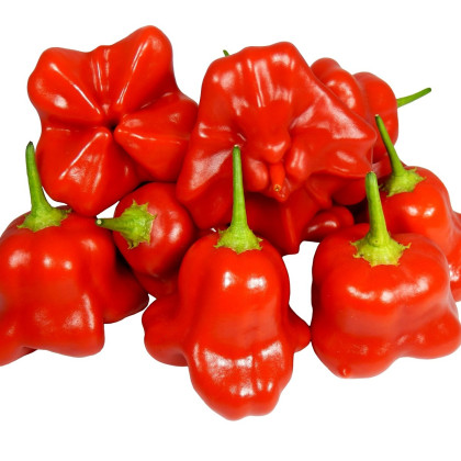 Chilli Mushroom Red - Capsicum chinense - semena chilli - 6 ks