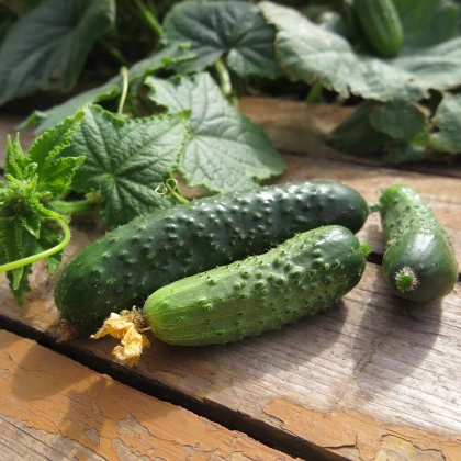 Okurka nakládačka Charlotte F1 - Cucumis sativus - semena okurky - 6 ks