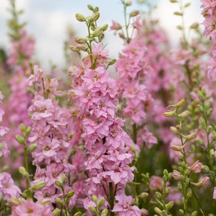 Stračka růžová - Delphinium solida - semena stračky - 100 ks